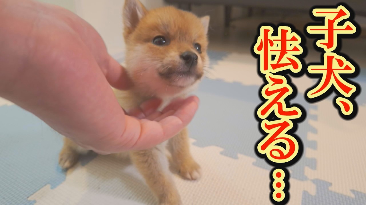 初めて先住犬のワンプロを見た子犬のドン引きする姿が可愛すぎました。