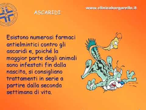 Sviluppo di uova di helminths nellambiente Come portare parassiti per mezzo di un assenzio e un garofano