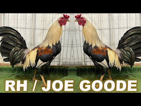 Joe Goode Grey Roundhead Kelso Albany Sweater RED NEWARK FARM - Beautiful Birds Farm Visit