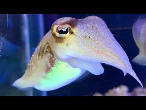 Captive bred European common cuttlefish - Sepia officinalis
