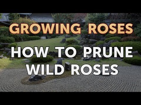 How to Take Care of a Mini Rose Plant