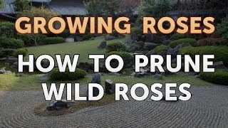 How to Prune Wild Roses