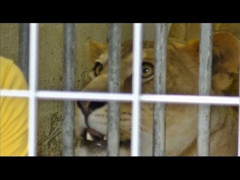 ライオンの食事（馬肉、レバー、鶏骨を食べる様子）/ 東山動物園