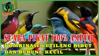 Download lagu SUARA PIKAT AMPUH KUTILANG RIBUT KOMBINASI BURUNG KECIL mp3 Download lagu SUARA PIKAT AMPUH KUTILANG RIBUT KOMBINASI BURUNG KECIL mp3
