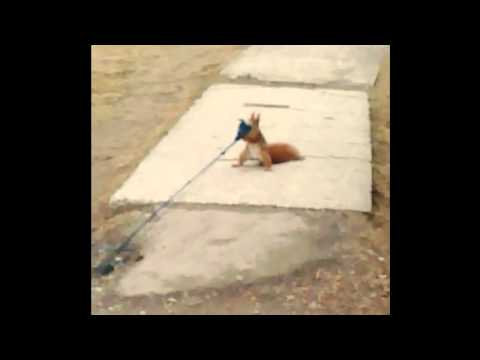 Veverka - Detskyeshop.cz