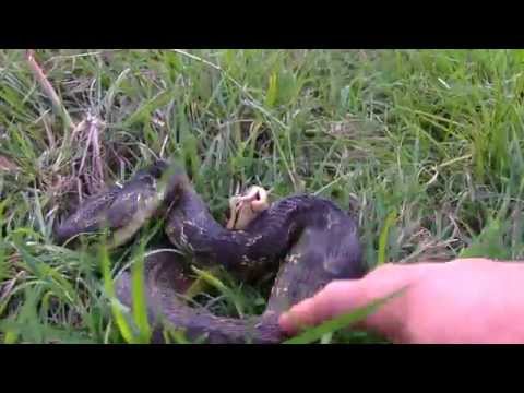 King Cobra vs Black Mamba in Garden and people show!! Amazing Video !!!! 2015