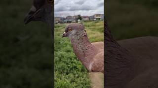 Download lagu The 50 meter loose crest #mydove #dove #pigeon #alfattahchannel mp3