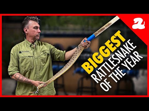HUGE Rattlesnake Found Under a Backyard Grill!