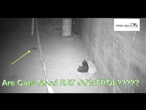 Are Cats Good Rat Control?