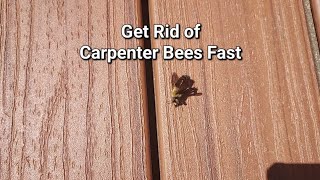 100% Guaranteed Ways to Get Rid of Carpenter Bees