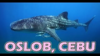 preview picture of video 'Cebu 2018 - Travel Vlog - DAY 5 - OSLOB WHALESHARK WATCHING, 10000 ROSES CORDOVA'