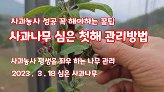 사과나무 심고  사과농사  성공 첫해 관리방법  사과꽃따기 [사과재배]