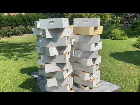 Cleaning Honey Supers 7-22-2021