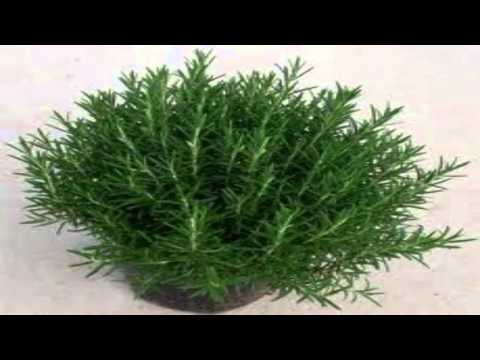 un fiure in sciù barcun-p.o.g. e franca lai