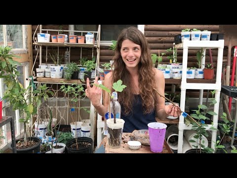 Rooting Fruit Tree Cuttings