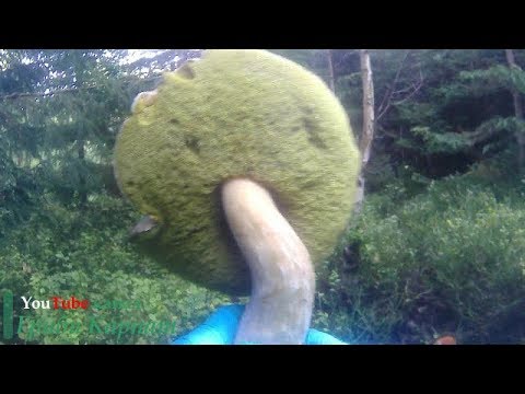 В Карпатах -2 градуси,Білі Гриби Як Камінь. В Карпатах -2 градуса, Белые Грибы Как Камень