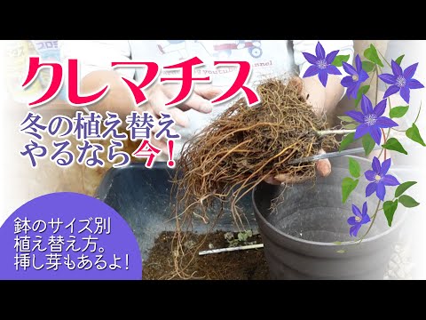 クレマチスの植え方は？おまけとして、適切にメンテナンスしてトリミングするためのヒントもお届けします。  庭園