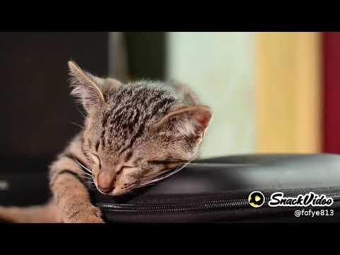 my cute cat at sleepin mood