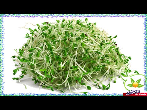 download lagu mp3 mp4 La Alfalfa, download lagu La Alfalfa gratis, unduh video klip Download La Alfalfa Mp3 dan Mp4 Music Online Gratis