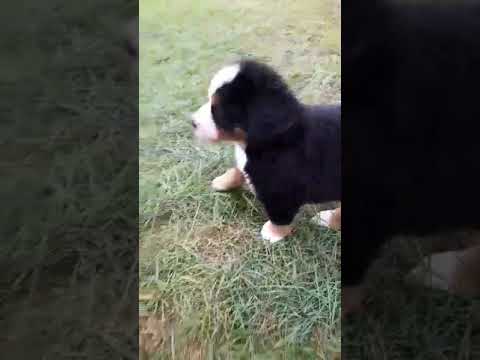 Berner Sennenhund Welpe kaufen