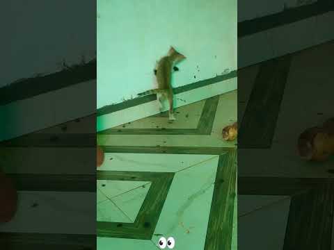 mau 😺🐈#cat #catshorts #catlover #catvideos #catsofinstagram #cats #music #funny