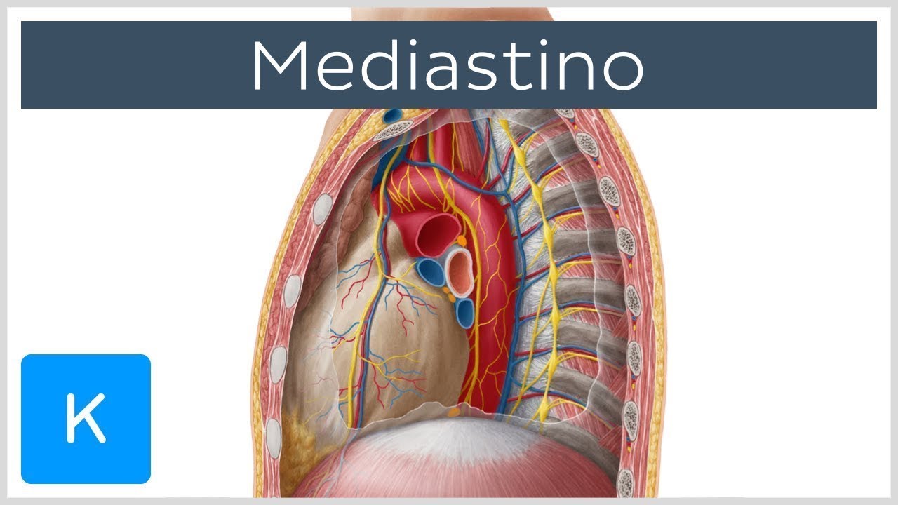 Mediastino: estrutura, conteúdo e órgãos  - Anatomia Humana | Kenhub