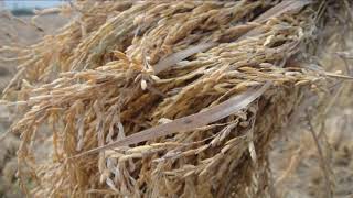 বিএমডিএ এর কার্যক্রম-১