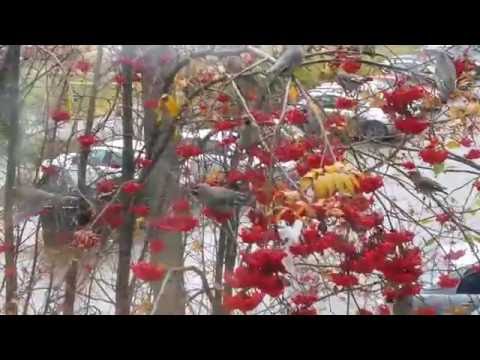 Свиристели