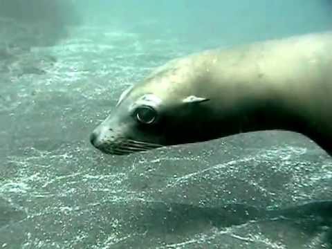 The Sea Lions of Anacapa - HD version