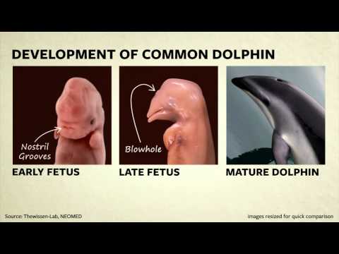 Care sunt dovezile evoluției