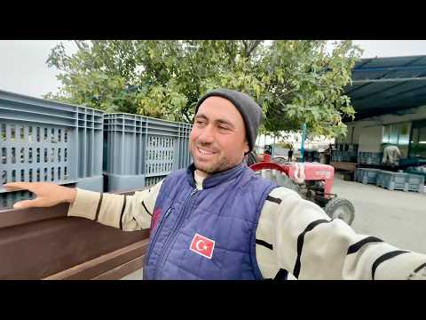 Zeytinyağı Nasıl Yapılır?