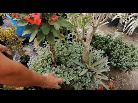 Arreglo de maceta con Planta corona de cristo, planta rosa del desierto y coqueta mosaico