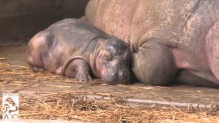 Hippo Baby Born On Halloween at the L.A. Zoo