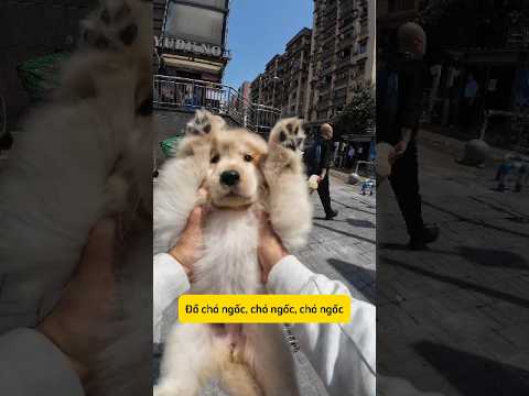 bán chó cỏ với giao diện chó cảnh #thucung #chócon #dongvat #goldenretreivers