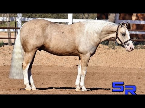 REMEMBER THIS FACE (TRUMP)