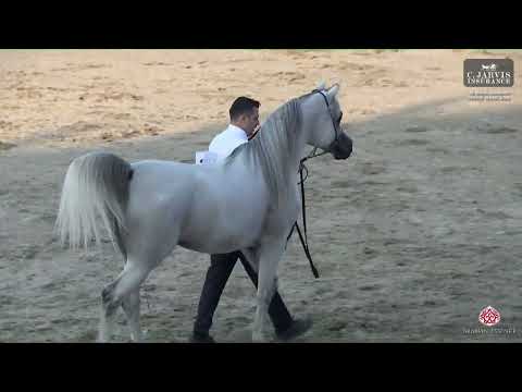 N 273 D ARGHAD   Al Maha Arabian Horse Show 2024   Stallions 7+ Years Old Class 12
