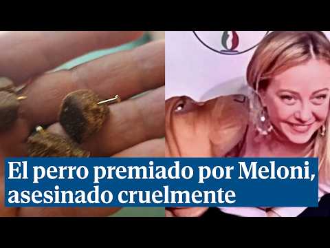 El perro que fue premiado por Giorgia Meloni, asesinado con una salchicha rellena de clavos
