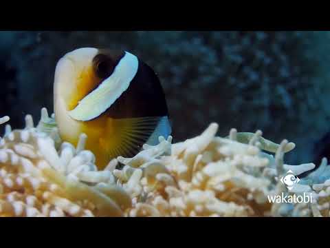 Clark's Clownfish on House Reef