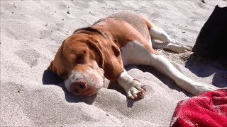 preview picture of video 'Beagle Barney on the beach of Laboe in summer'