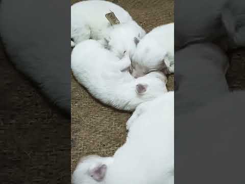 #short #puppy #spitz