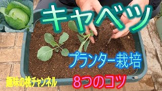 [Cabbage] 8 Tips for Growing in a Planter 25/10/8