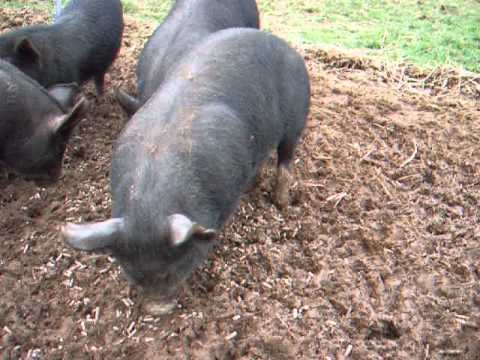 Dittisham Berkshire Pigs Excelsa gilts for Germany Export March 2013