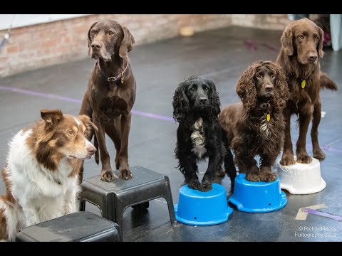Crufts HTM dog activites team   SD 480p
