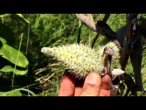 Medicinal and useful plant - milkweed