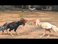 Sandai Seval Mass Tamil Whatsapp Status