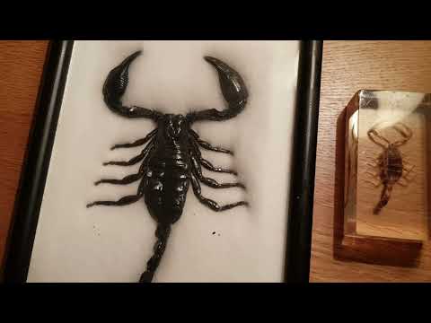 Scorpions and their physical adaptations