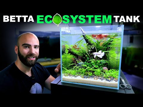 Betta Eco Tank: No Water Changes, No Filter (Low Tech Aquascape Tutorial)