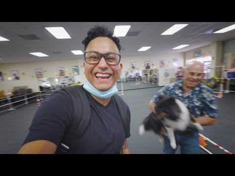 The Truth About Dog Breeders | i Film Heroes (The Rescue Cat & Dog FilmMaker)