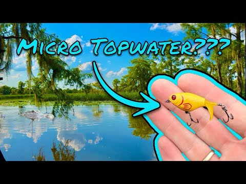 Micro Fishing for Multiple Species in GATOR INFESTED Waters!