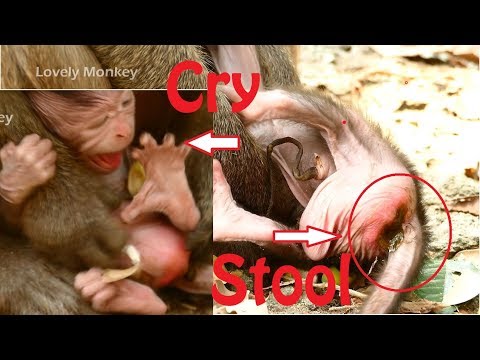 OMG! Who Scared Baby Colin Cry until Pass Stool? Newborn Baby Colin Cry Loudly and Need Mom Groom.